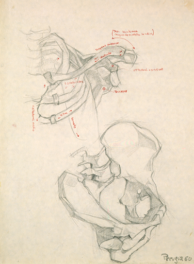 23. Estudio de esqueleto 02