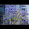 24. Jacaranda sobre Duràn